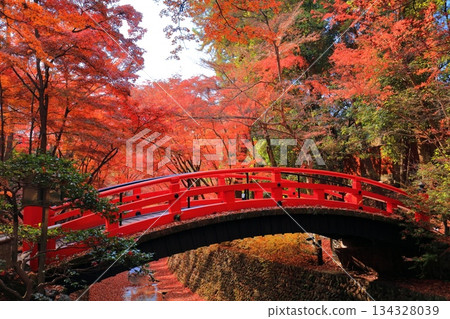 【京都】北野天滿宮鶯橋（紅葉園）的秋葉 134328039