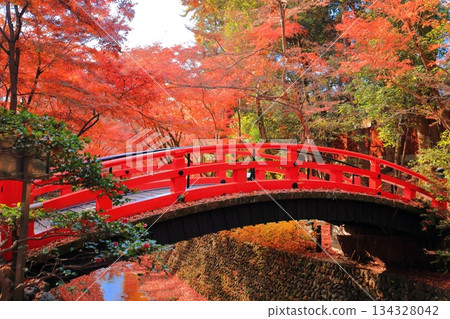 [Kyoto Prefecture] Autumn leaves at Uguisu Bridge (Momijien) at Kitano Tenmangu Shrine 134328042