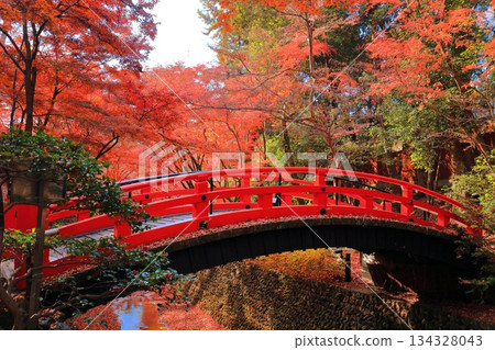 [Kyoto Prefecture] Autumn leaves at Uguisu Bridge (Momijien) at Kitano Tenmangu Shrine 134328043