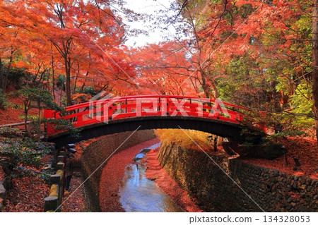 【京都】北野天滿宮鶯橋（紅葉園）的秋葉 134328053