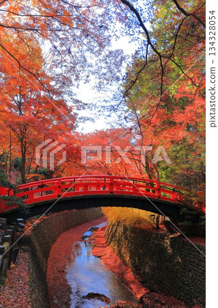 [Kyoto Prefecture] Autumn leaves at Uguisu Bridge (Momijien) at Kitano Tenmangu Shrine 134328054