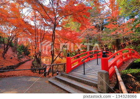 【京都】北野天滿宮鶯橋（紅葉園）的秋葉 134328066