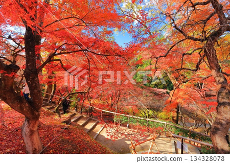 [Kyoto Prefecture] Kitano Tenmangu Shrine Autumn Leaves (Momiji Garden) 134328078