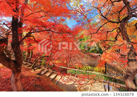 [京都府]北野天滿宮紅葉（紅葉庭園） 134328079