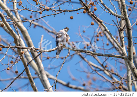 雀鷹棲息在樹枝上觀察周圍環境 雀鷹棲息在樹枝上觀察周圍環境 134328187
