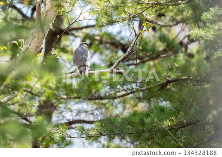 A sparrowhawk perched on a tree branch and observing the surroundings 134328188