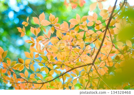 Autumn leaves of Enkianthus campanulatus in the mountains 134328468