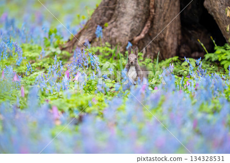 一隻北海道松鼠站在地上，觀察著周圍的環境。 134328531