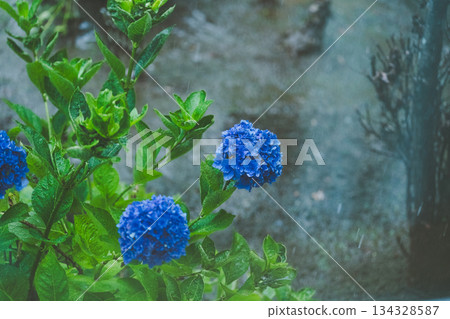 下雨 雨 多雨 134328587