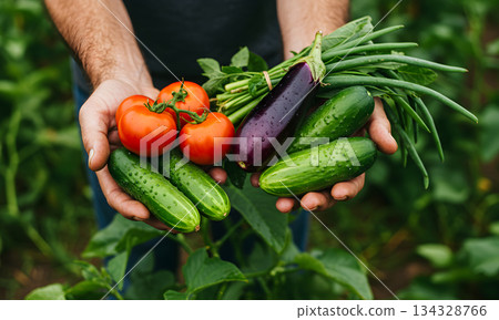 Fresh Organic Vegetables Harvested by Farmer Hands 134328766