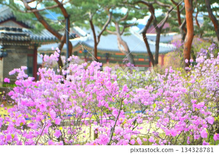 Spring at Deoksugung Palace, Seoul, Korea 134328781