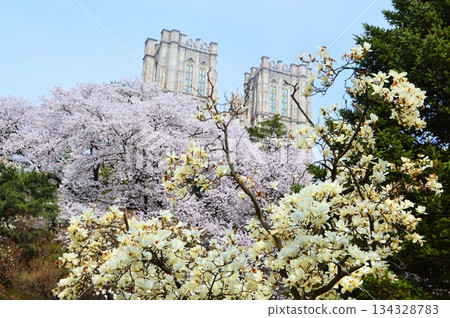 韓國首爾的春天：慶熙大學校園內鮮花盛開 134328783