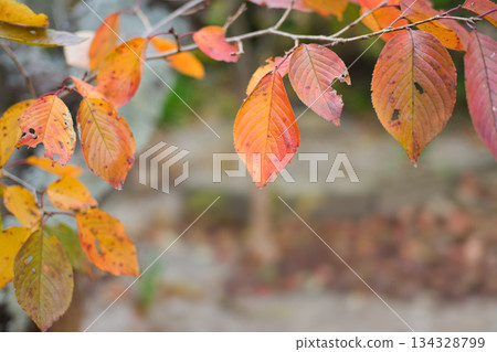 秋葉櫻花 134328799