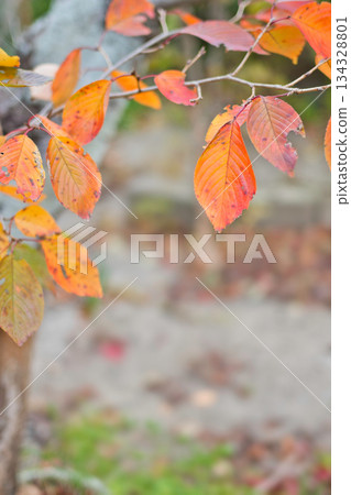 Leaves of autumn leaves cherry blossoms Leaves of autumn leaves cherry blossoms 134328801