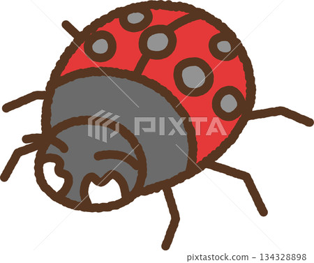 手繪生物圖示插圖：瓢蟲 134328898