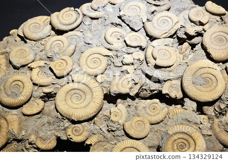Fossil Ammonites or Dactylioceras Embedded in Rock Matrix. 134329124