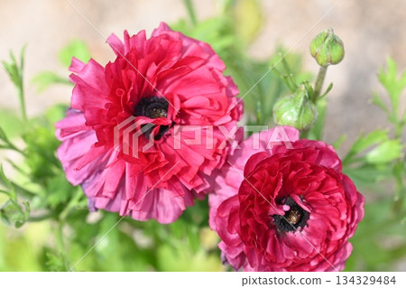 紅花 紅花 134329484