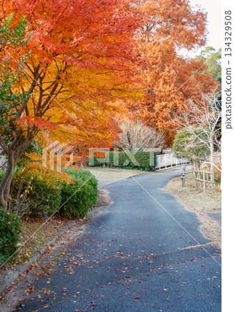 Autumn leaves in the Japanese garden at Suma Rikyu Park 134329508