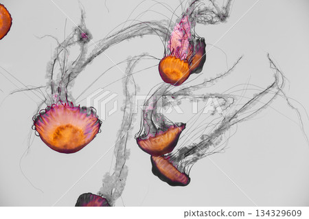 Orange jellyfish drifting in light water with long translucent tentacles 134329609