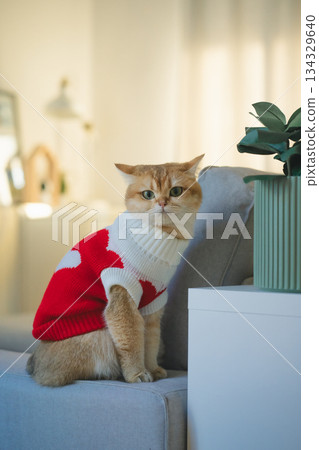 pet care concept with british cat wear cloth and play with owner in living room pet care concept with british cat wear cloth and play with owner in living room 134329640