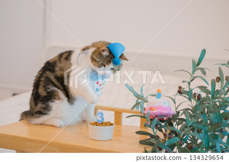 cat care concept with scottish tabby cat happy with eat food with birthday anniversary cat care concept with scottish tabby cat happy with eat food with birthday anniversary 134329654