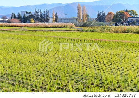 秋日景色，翠綠的鷹嘴豆、穗狀的銀芒草和金黃色的懸鈴木交相輝映。 134329758