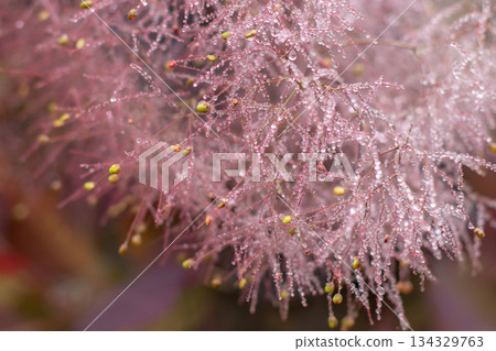 Cotinus coggygria inflorescence with rain drops close-up Cotinus coggygria inflorescence with rain drops close-up 134329763