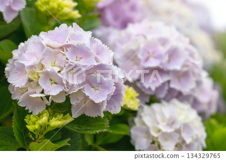 Soft pink hydrangea macrophylla blooms with yellow buds and green foliage Soft pink hydrangea macrophylla blooms with yellow buds and green foliage 134329765