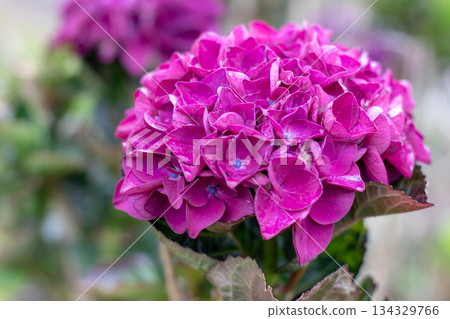 Bright pink hydrangea macrophylla bloom with blue centers 134329766