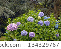 Bigleaf hydrangea with purple-blue flowers. Hydrangea macrophylla or hortensia garden shrub on cedar trees background 134329767