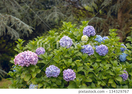 Bigleaf hydrangea with purple-blue flowers. Hydrangea macrophylla or hortensia garden shrub on cedar trees background Bigleaf hydrangea with purple-blue flowers. Hydrangea macrophylla or hortensia garden shrub on cedar trees background 134329767