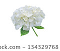 White bigleaf hydrangea inflorescence isolated on white. Hydrangea macrophylla. Hortensia Flower. 134329768