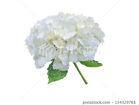 White bigleaf hydrangea inflorescence isolated on white. Hydrangea macrophylla. Hortensia Flower. White bigleaf hydrangea inflorescence isolated on white. Hydrangea macrophylla. Hortensia Flower. 134329768