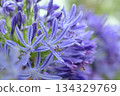 Blue agapanthus flowers with rain droplets in soft shallow depth of field 134329769