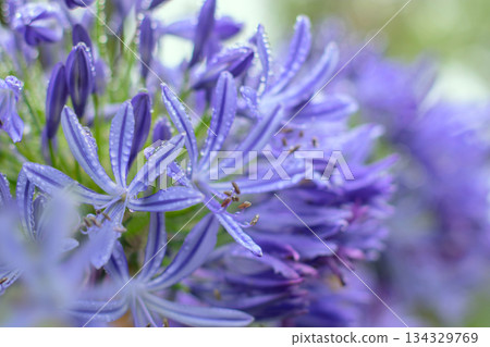 Blue agapanthus flowers with rain droplets in soft shallow depth of field Blue agapanthus flowers with rain droplets in soft shallow depth of field 134329769
