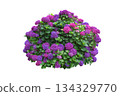 Purple hydrangea macrophylla bush isolated on white background 134329770