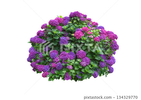 Purple hydrangea macrophylla bush isolated on white background Purple hydrangea macrophylla bush isolated on white background 134329770