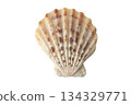 Scallop sea shell with brown spots isolated on white 134329771