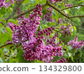 Semi-double purple lilac flowers close-up 134329800