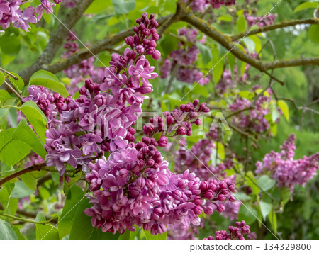 Semi-double purple lilac flowers close-up Semi-double purple lilac flowers close-up 134329800