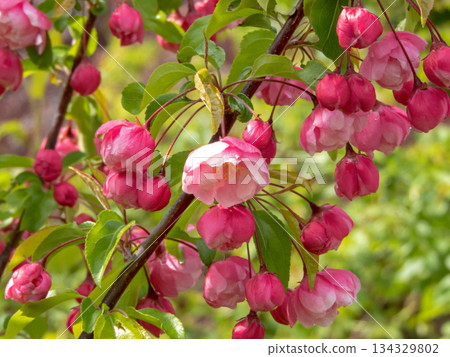 Double pink apple blossoms macro. Spring bloom 134329802
