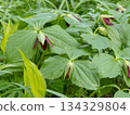 Red trillium or Trillium erectum wildflower 134329804