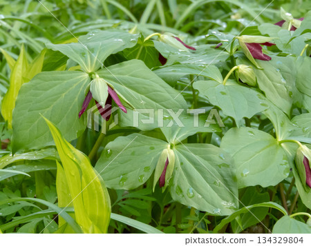 Red trillium or Trillium erectum wildflower Red trillium or Trillium erectum wildflower 134329804