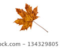 Dry brown autumn maple leaf with rain drops isolated on white 134329805