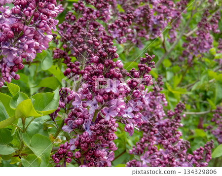 Abundantly blooming blue-purple lilac bush. Syringa vulgaris Abundantly blooming blue-purple lilac bush. Syringa vulgaris 134329806