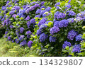 Blue hydrangea hedge in full bloom. Hydrangea macrophylla plants 134329807