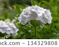 Close-up of hydrangea macrophylla inflorescence with white petals and blue centers 134329808