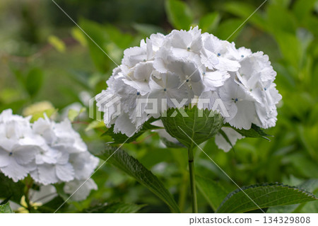 Close-up of hydrangea macrophylla inflorescence with white petals and blue centers Close-up of hydrangea macrophylla inflorescence with white petals and blue centers 134329808
