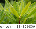 Fresh young shoot with leaves covered in rain droplets 134329809