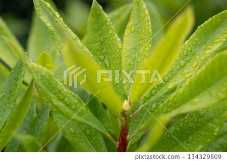 Fresh young shoot with leaves covered in rain droplets Fresh young shoot with leaves covered in rain droplets 134329809